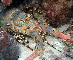 Painted Rock Lobster, Ningaloo Reef by Penny Murphy 